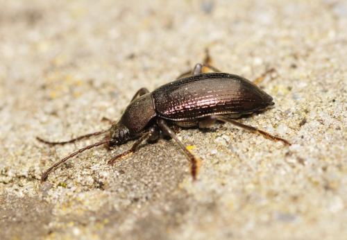 Réf. 320 982 : Stenomax aeneus